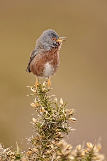 Dartford Warbler (Sylvia undata) adult male, singing, perched on gorse in heathland, North Wales, March