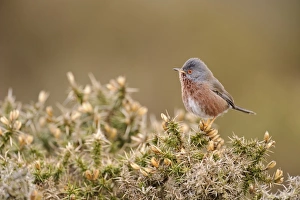 Dartford Warbler (Sylvia undata) adult male, perched on gorse in heathland, North Wales, March