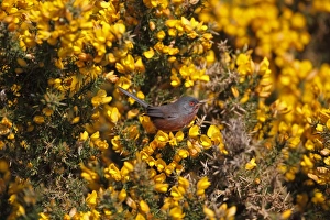Heathland Prints: Dartford Warbler (Sylvia undata) adult male