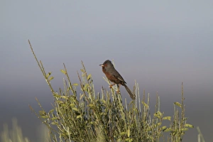 Dartford Warbler (Sylvia undata) adult male, singing, perched on broom, Extremadura, Spain, may