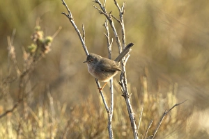Warblers Prints: Dartford Warbler (Sylvia undata) juvenile, perched on twig, Extremadura, Spain, September