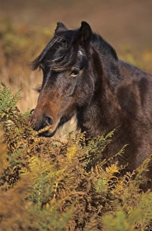 Horse Prints: Dartmoor Pony, adult, close-up of head, amongst bracken, Dartmoor, Devon, England, october