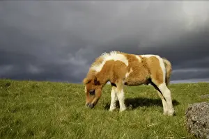 Moor Land Prints: Dartmoor Pony, foal, skewbald, grazing on moorland with approaching stormclouds