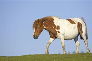 Mare Prints: Dartmoor Pony, pregnant mare, skewbald, walking on pasture, Dartmoor N. P. Devon, England