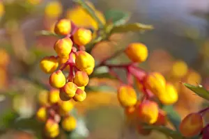 Buds Prints: Darwins Barberry (Berberis darwinii) close-up of flowerbuds