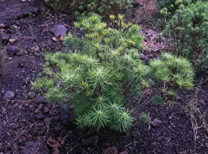 Darwins Shrub (Darwiniothamnus tenuifolius) Galapagos