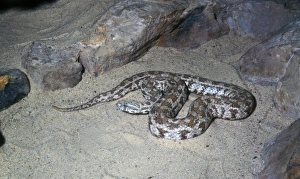 Viper Prints: Daudins Viper or blunt-nosed viper