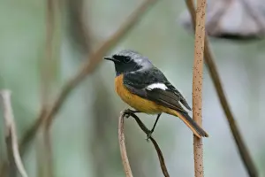 Oriental Prints: Daurian Redstart (Phoenicurus auroreus) adult male