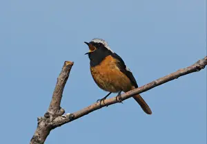 Singing Prints: Daurian Redstart (Phoenicurus auroreus) adult male