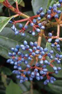 Blue Prints: Davids Viburnum (Viburnum davidii) close-up of fruit, in garden, Cornwall, England