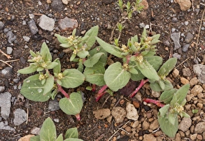 Oregon Prints: Davis Knotweed (Polygonum davisiae) flowering