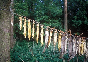 Destruction Prints: Dead Animals Game Keepers Gibbet