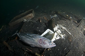 Dead and decaying fish from fishing boats and rubbish on seabed, Ambon Island, Maluku Islands, Banda Sea, Indonesia
