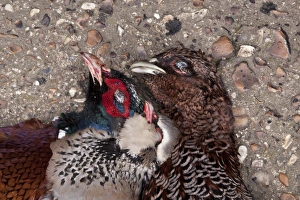 Game Prints: Dead game birds, male pheasant, dark colour female pheasant and red legged partridge