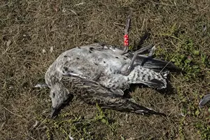 Ring Prints: Dead juvenile Lesser Black blacked Gull with BTO metal ring and colour year ring