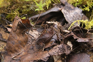 Cloudforest Prints: Dead-leaf Katydid (Mimetica sp)