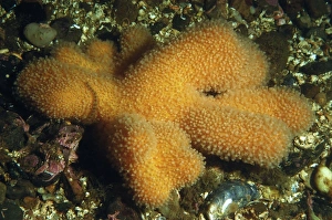 Colonial Prints: Dead Mans Fingers (Alcyonium digitatum) colony