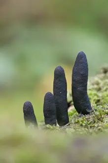 Body Prints: Dead Mans Fingers (Xylaria polymorpha) fruiting bodies