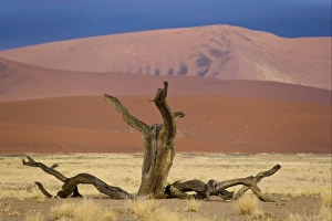 Dead tree and desert sand dunes at dawn, Sossusvlei, Namib-Naukluft N. P. Namib Desert, Namibia