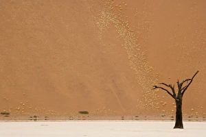 Climate Prints: Dead tree and mirage in desert clay pan