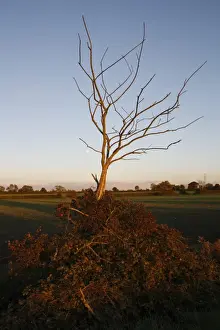 Hedges Prints: Dead tree in remnant of hedgerow