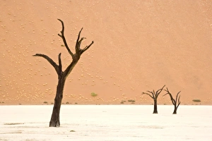 Climate Prints: Dead trees in desert clay pan, Deadvlei, Namib-Naukluft N. P. Namib Desert, Namibia