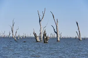 Environmental Prints: Dead trees in lake created in 1939 by damming river to provide irrigation water for surrounding district
