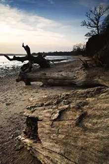 Dead trees on river estuary foreshore after falling over small cliff of exposed London Clay, Nacton Shore