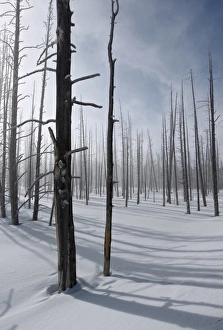 Dead trees in snow, Yellowstone N. P. Wyoming, U. S. A. february