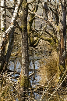 Conserves Prints: Dead trees in wetland at edge of raised bog habitat