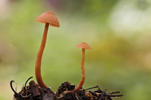 Body Prints: The Deceiver (Laccaria laccata) two fruiting bodies