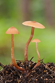 The Deceiver (Laccaria laccata) three fruiting bodies, growing from leaf mould, Clumber Park, Nottinghamshire, England