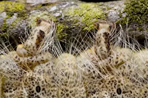 December Moth (Poecilocampa populi) final instar larva, close-up of pro-legs and spiracles, Powys, Wales, May