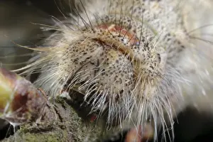 December Moth (Poecilocampa populi) final instar larva, close-up of head, Powys, Wales, May
