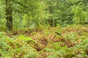 Fern Prints: Deciduous woodland habitat in autumn, Blithfield, Staffordshire, England, October