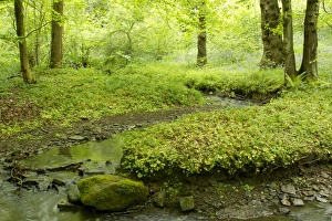 Deciduous woodland habitat with stream, Moss Valley, Sheffield, South Yorkshire, England, may