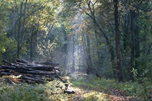 Piles Prints: Deciduous woodland with pile of logs in autumn, Sheringham Park, Norfolk, England, October