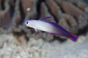 Maluku Prints: Decorated Dartfish (Nemateleotris decora) adult