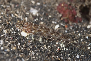 Gobies Prints: Decorated Goby (Istigobius decoratus) adult