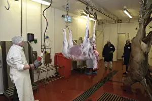 Meat Prints: Deer farming, butchering Red Deer (Cervus elaphus) carcass in abattoir, England, january