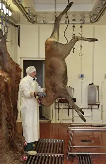 Deer farming, butchering Red Deer (Cervus elaphus) carcass in abattoir, England, january