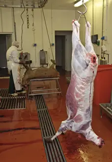 Deer farming, butchering Red Deer (Cervus elaphus) carcass in abattoir, England, january