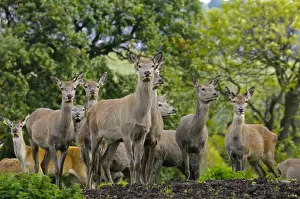 Farmed Prints: Deer farming, farmed Red Deer (Cervus elaphus) hinds, Yorkshire, England, october