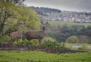 Deer farming, farmed Red Deer (Cervus elaphus) hinds, Yorkshire, England, october