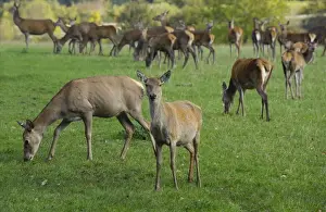 Deer farming, farmed Red Deer (Cervus elaphus) hinds, Yorkshire, England, october