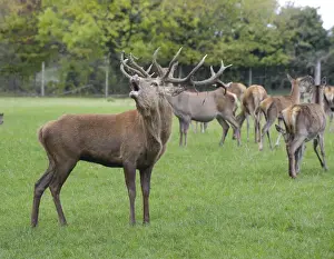 Deer farming, farmed Red Deer (Cervus elaphus) stag, roaring, with hinds, Yorkshire, England, october