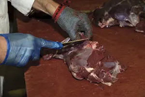 Hand Prints: Deer farming, trimming Red Deer (Cervus elaphus) joint