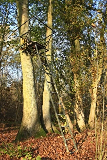 Seats Prints: Deer shooting platform in ancient woodland