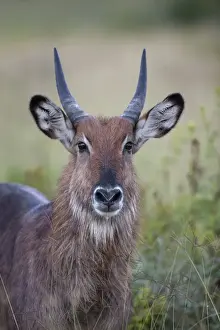 Kenyan Prints: Defassa Waterbuck (Kobus ellipsiprymnus defassa) immature male