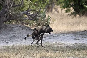 Cape Prints: Defecating Hunting dog. Lycaon pictus is a large canid found only in Africa